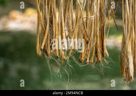 Die getränkte Jute wird in der Sonne getrocknet. Nahaufnahme von Jute. Jute ist eine Art Bastfaserpflanze, von der es Hunderte von Arten gibt. Jute ist es Stockfoto