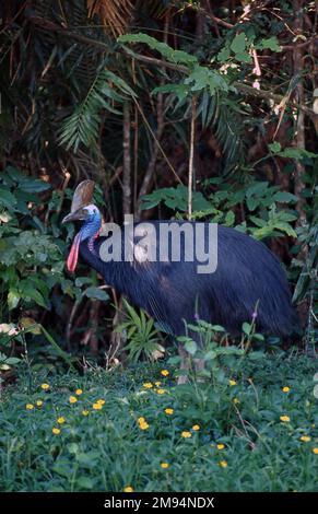 SÜDLICHE KASUAREI (CASUARIUS CASUARIUS) SIND SEHR SCHÜCHTERN UND MISSTRAUISCH GEGENÜBER MENSCHEN. Stockfoto