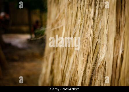 Die getränkte Jute wird in der Sonne getrocknet. Nahaufnahme von Jute. Jute ist eine Art Bastfaserpflanze. Jute ist die wichtigste Ernte in Bangladesch. Stockfoto