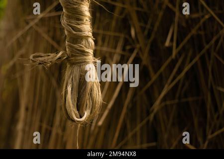 Die getränkte Jute wird in der Sonne getrocknet. Nahaufnahme von Jute. Jute ist eine Art Bastfaserpflanze. Jute ist die wichtigste Ernte in Bangladesch. Stockfoto