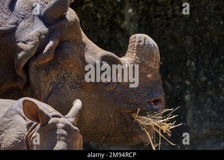 Nahaufnahme eines indischen Nashorns (Rhinoceros unicornis), das Gras mit seinem Baby isst Stockfoto