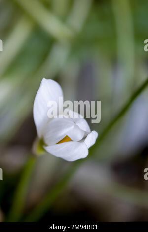 Vertikale Nahaufnahme einer herbstlichen Zephyrlienblume (Zephyranthes Candida) in einem Garten Stockfoto