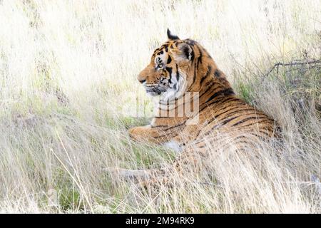 Ein Tiger, der im hohen Gras liegt Stockfoto