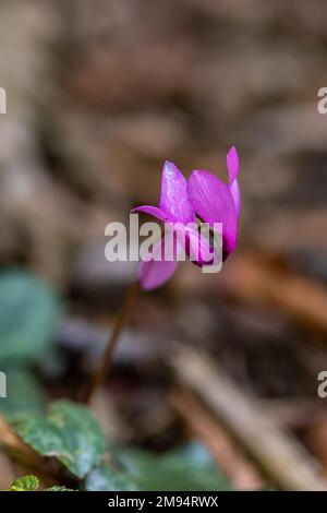 Cyclamen purpurascens Blüten wachsen im Wald, aus der Nähe Stockfoto