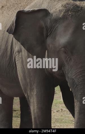 Nahaufnahme eines weiblichen indischen Elefanten (Elefanten maximus indicus) in freier Wildbahn Stockfoto