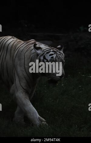 Vom Aussterben bedrohte und exotische ausgewachsene schöne weiße bengalische Tiger oder königliche bengalische Tiger (panthera tigris tigris) Stockfoto