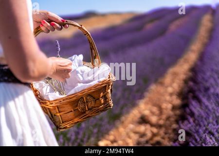 Frauenhand pflückt Lavendel in einem Lavendelfeld mit lila Blumen in einem Korb, Lifestyle Stockfoto