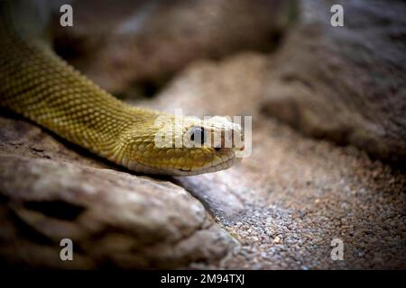 Giftige mexikanische Westküsten-Klapperschlange (Crotalus basiliscus), in Gefangenschaft, Deutschland Stockfoto