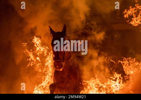 San Bartolome De Pinares, Spanien. 16. Januar 2023. Ein Reiter reitet durch ein Lagerfeuer mit Pinienzweigen im Dorf San Bartolome de Pinares während des traditionellen religiösen Festivals „Las Luminarias“ zu Ehren von San Antonio Abad (Heiliger Antonius), schutzpatron der Tiere, das jeden Abend im Januar 16 gefeiert wird. Die Reiter nehmen an einer Prozession mit ihren Pferden und Eseln Teil und überqueren die zahlreichen Lagerfeuer, die in den Straßen der Stadt angezündet werden. (Foto: Guillermo Gutierrez/SOPA Images/Sipa USA) Guthaben: SIPA USA/Alamy Live News Stockfoto