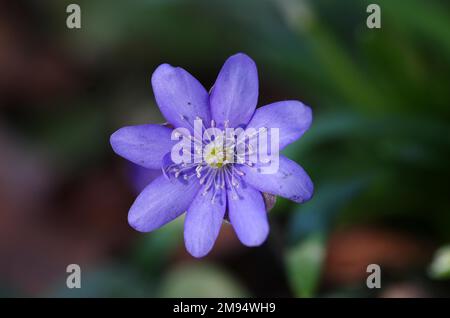 Nahaufnahme, Leberkraut (Hepatica nobilis), Blume, Pflanze, Frühling, Deutschland, Nahaufnahme einer einzelnen lila Blume Leberwürze Stockfoto