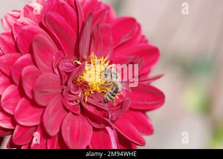 Dahlien (Dahlia), Blume, Rot, westliche Honigbiene (APIs mellifera), Garten, Deutschland, Eine Biene saugt Nektar aus der Blume einer Dahlie Stockfoto