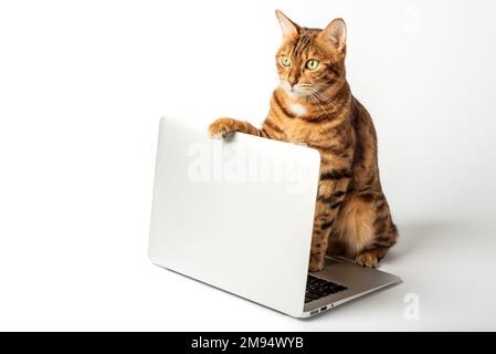 Wunderschöne bengalische Katze mit einem grauen Laptop auf weißem Hintergrund. Stockfoto