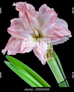 'Aphrodite' Hippeastrum, Amaryllis (Hippeastrum x hortorum) Stockfoto