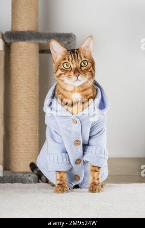 Charmante rote Katze in einer Jacke auf dem Boden im Zimmer. Stockfoto