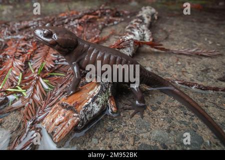 Ein nordwestlicher Salamander (Ambystoma gracile), der zur Familie der Maulwurfsalamander gehört und auf dem Waldboden im Mendocino County, Kalifornien, USA liegt. Stockfoto