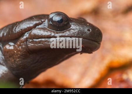 Ein nordwestlicher Salamander (Ambystoma gracile), der zur Familie der Maulwurfsalamander gehört und auf dem Waldboden im Mendocino County, Kalifornien, USA liegt. Stockfoto