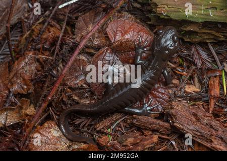 Ein nordwestlicher Salamander (Ambystoma gracile), der zur Familie der Maulwurfsalamander gehört und auf dem Waldboden im Mendocino County, Kalifornien, USA liegt. Stockfoto