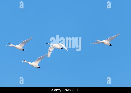 Scharen von migrierenden Trompeterschwanen, die im Norden Kanadas mit blauem Himmel im Frühling in Tagish zu sehen sind. Stockfoto