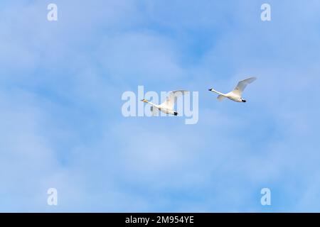 Scharen von migrierenden Trompeterschwanen, die im Norden Kanadas mit blauem Himmel im Frühling in Tagish zu sehen sind. Stockfoto