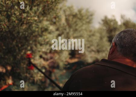 Rückansicht eines Mannes mittleren Alters, der frische Oliven von einem Baum erntet Stockfoto