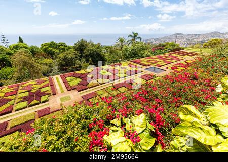 Blumen und Pflanzen im botanischen Garten von Funchal reisen auf Madeira in Portugal Stockfoto