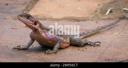 Die gemeine Agama, Rothaarige Felsenagama oder Regenbogenagama (Agama Agama), Amboseli-Nationalpark, Kenia Stockfoto