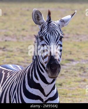 Frontales Porträt von Zebra, Amboseli-Nationalpark, Kenia Stockfoto