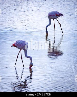 Größerer Flamingo (Phoenicopterus roseus), Amboseli-Nationalpark, Kenia Stockfoto