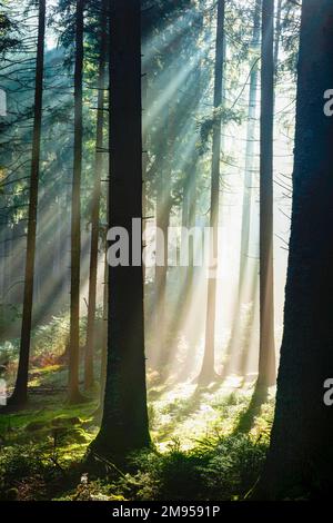 Wald im Morgennebel, Fichten, Hinterzarten, Schwarzwald, Baden-Württemberg, Deutschland Stockfoto