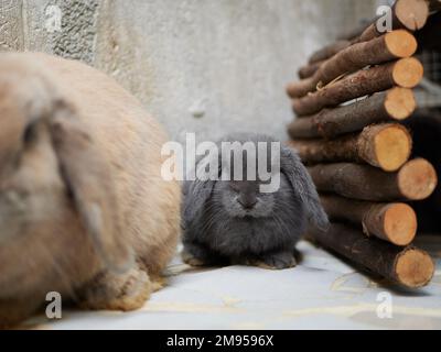 Kleiner, süßer, grauer Hase, der neben der Mutter sitzt. Nahaufnahme von Haustieren. Stockfoto