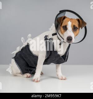 Unglücklicher Hund Jack russell Terrier in einer Decke und einem Kegelkragen nach der Operation. Stockfoto