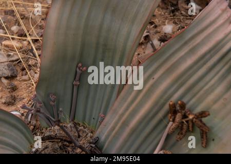 Lebende Fossilienpflanze mit männlichen Blüten, Welwitschia mirabilis, Welwitschiaceae, Namib-Wüste, Namibia, Afrika Stockfoto