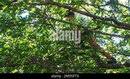 Eine Frau mittleren Alters, die in einem Pflaumenbaum steht und Astscheren schneidet, im Sommer den Baum nach der Ernte kürzt Stockfoto