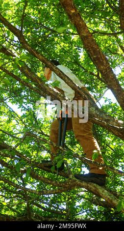 Eine Frau mittleren Alters, die in einem Pflaumenbaum steht und Astscheren schneidet, im Sommer den Baum nach der Ernte kürzt Stockfoto