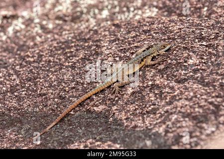 Grandidiers Madagaskar Swift (Oplurus grandidieri), endemische Arten saxikolöser (Gesteinswohnungs-) Eidechsen in der Familie Opluridae, Andringitra Nationa Stockfoto