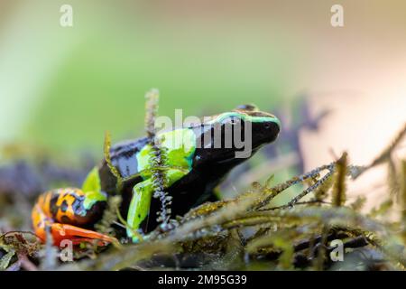 MantellA baroni (bekannt als Baron's Mantella, der bunt-goldene Frosch oder der Madagaskar-Giftfrosch). Giftfrosch endemischer Art in der Familie Mantellida Stockfoto