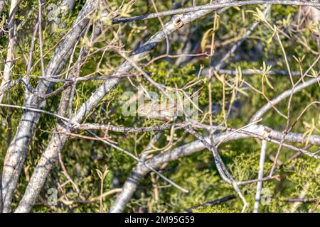 Malagasy Brush Warbler (Nesillas typica), auch bekannt als Madagaskar Brush-Warbler, ist eine endemische Vogelart des Old World Warbler in der Familie ACR Stockfoto