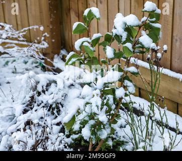 Truro, Großbritannien, 17. Januar 2023. Es gab eine schwere Schneebedeckung heute Morgen in einem Garten in Truro, Cornwall, was für die Gegend ungewöhnlich ist. Lokale Schulen haben die Eröffnung verzögert und einige sind aufgrund der vereisten Bedingungen geschlossen. Die Vorhersage ist für eine Höchsttemperatur von 5C°C den ganzen Tag mit weiteren Schneeschauern heute oder heute Abend. Gutschrift: Keith Larby/Alamy Live News Stockfoto