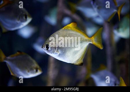 Silbermoonyfisch oder Silbermoony (Monodactylus argenteus), der in einem Aquarium zwischen Zweigen und anderen Fischen derselben Art schwimmt Stockfoto