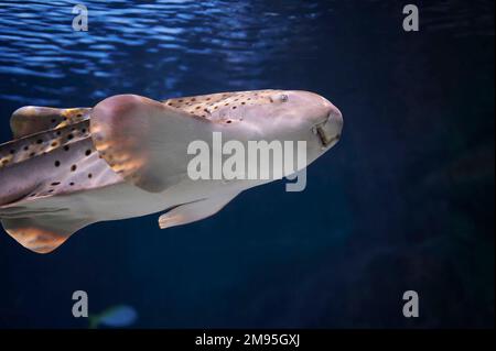 Zebrahai (Stegostoma fasciatum), einheimisch im Indischen und Pazifischen Ozean, schwimmen neben anderen Fischen Stockfoto