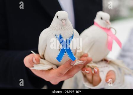 Manuell zwei wunderschöne weiße Tauben, die auf den Händen von Menschen sitzen Stockfoto