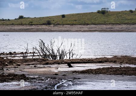 Dürrezustände und rückläufige Wasserstände setzen die Überreste von skelettartigen toten Bäumen im Colliford Lake Reservoir auf Bodmin Moor in Cornwall im aus Stockfoto