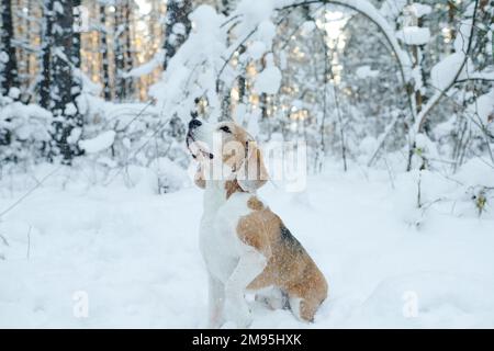 Kleiner Hund, der mit Schnee spielt, während er im Winterwald spaziert Stockfoto
