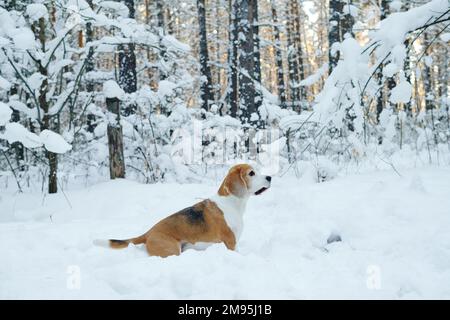 Süße kleine Terrier laufen und spielen im Winterwald während des Spaziergangs Stockfoto