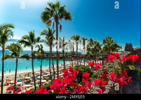 Wunderschöne Landschaft von Anfi del Mar playa, umgeben von roten Blumen und Palmen während der Sommerferien, Gran Canaria, Spanien Stockfoto