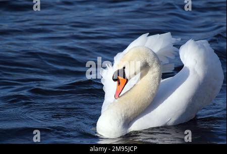 Ein stummer Schwan (Cygnus olor) schwamm in der Brutzeit. Aggressiv gegenüber anderen Männern. Stockfoto