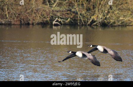 Zwei Kanadische Gänse (Branta canadensis) im Flug. Wir starten von einem Küstensee. Stockfoto