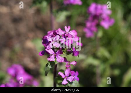 Ehrlichkeitsblume (Lunaria annua) Nahaufnahme mit einem verschwommenen Hintergrund. Stockfoto