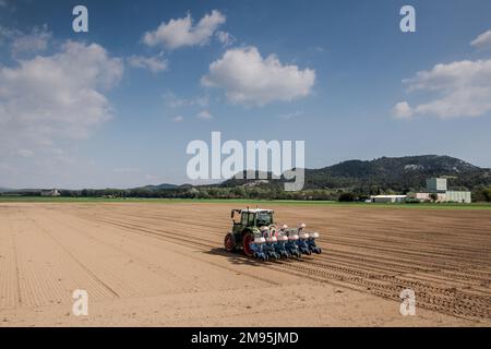 Pertuis (Südostfrankreich): Setzlinge auf einem Feld der landwirtschaftlichen Ebene von Pertuis, Traktor mit Sämaschine auf einem gepflügten Land Stockfoto