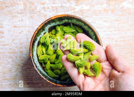 Eine Frau, die im Frühling in einer Schüssel in der Hausküche die Hand hält und den Pflaumenbaum Picea mit frischen Spitzen zeigt. Nahrungsmittel und pflanzliche Arzneimittel. Stockfoto